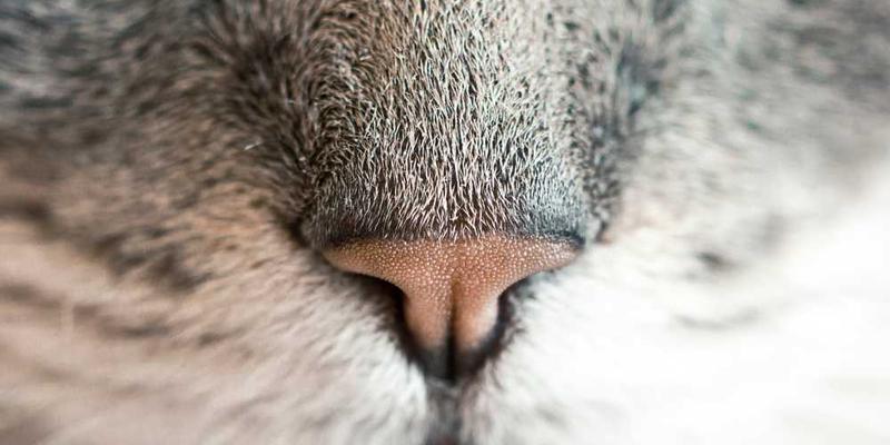 分析 AI 生成文本中,那些语法正确但无心的“情感先天性缺损”