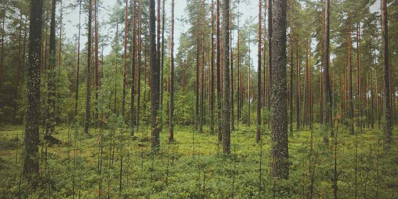 火灾后的家,破旧的家具和墙壁上挂着照片,说明:玩偶静静地躺在破旧的沙发上,见证着家的重生。