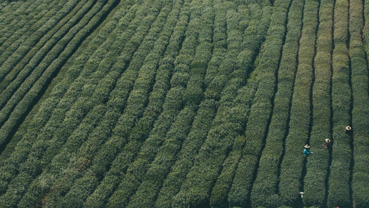 体育知识产权与法律漏洞